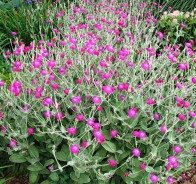 Лихнис, горицвет, или зорька (Lychnis)