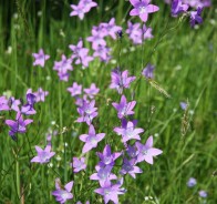 Колокольчик (Campanula) 