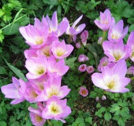 Безвременник, или колхикум (Colchicum)