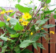 Топинамбур (Helianthus tuberosus)