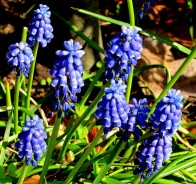 Мускари, или мышиный гиацинт (Muscari)