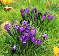 Крокус, или шафран (Crocus)