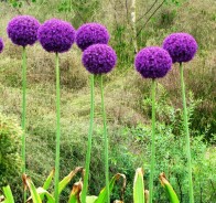 Лук декоративный, или аллиум (Allium)