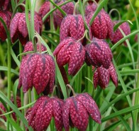 Рябчик, или фритиллярия  (Fritillaria meleagris) 