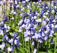 Пролеска, или сцилла (Hyacinthoides, scilla)