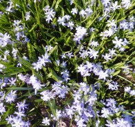 Хионодокса (Chionodoxa)