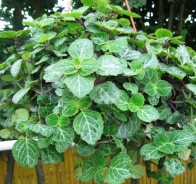 Плектрантус (Plectranthus)