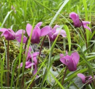 Цикламен (Cyclamen)