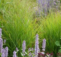 Просо (Panicum)