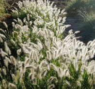 Пеннисетум (Pennisetum)