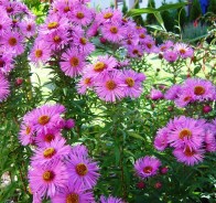 Астра (Aster) 