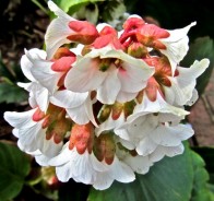 Бадан (Bergenia)