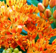 Ваточник (Asclepias)