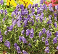 Борец, или аконит (Aconitum)