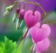 Дицeнтра, или сердцецвет (Dicentra, Lamprocapnos)