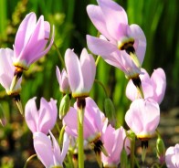 Дряквенник, или додекатеон (Dodecatheon)