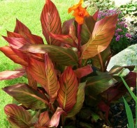 Канна (Canna)