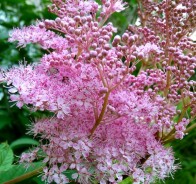 Лабазник, или таволга (Filipendula)