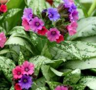 Медуница (Pulmonaria) 