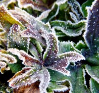 Тиарелла, или тиарка (Tiarella)