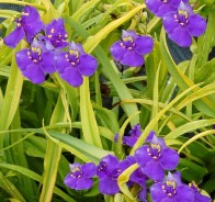 Традесканция (Tradescantia) 