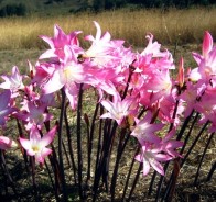 Амариллис (Amaryllis)