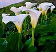 Калла, или цантедеския (Zantedeschia)