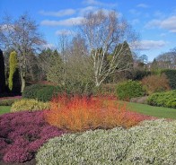 Дёрен (Cornus) 