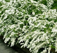 Спирея (Spiraea)