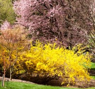 Форзиция (Forsythia)