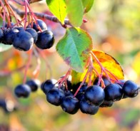 Арония (Aronia) 