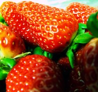 Клубника (Fragaria)