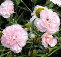 Гвоздика (Dianthus)