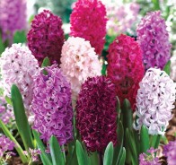 Гиацинт (Hyacinthus)