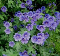 Герань (Geranium)