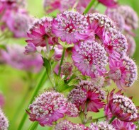 Астранция (Astrantia) 