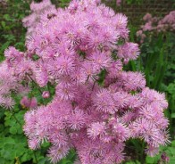 Василистник (Thalictrum)