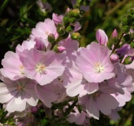 Сидальцея (Sidalcea) 