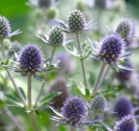 Синеголовник (Eryngium)