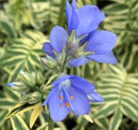 Синюха голубая (Polemonium coeruleum) 