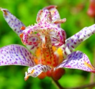 Трициртис (Tricyrtis) 