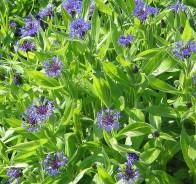 Василек (Centaurea)