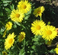 Дороникум (Doronicum)