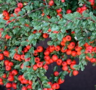 Кизильник (Cotoneaster)