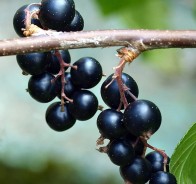 Смородина (Ribes)