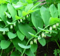 Купена (Polygonatum)