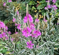 Физостегия (Physostegia)