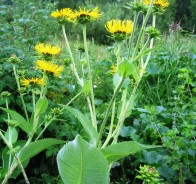 Девясил (Inula helenium)