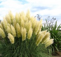 Кортадерия (Cortaderia)