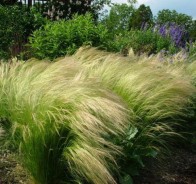 Ковыль (Stipa)